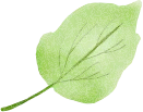 lettuce2